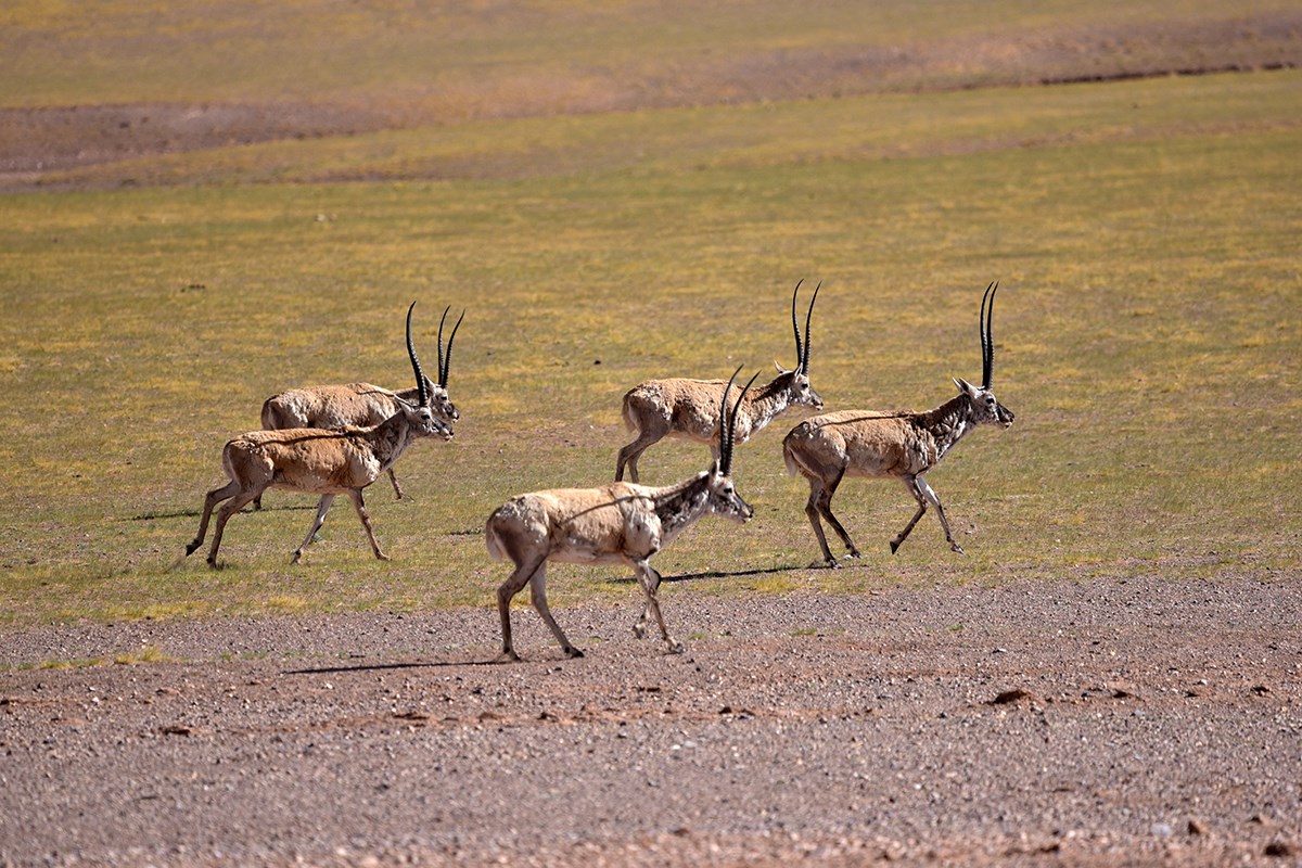 Tibetan Antelope | Foto von Liu Bin