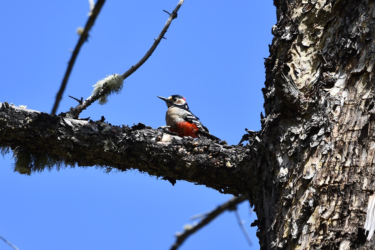 Great Spotted Woodpecker | Foto von Liu Bin
