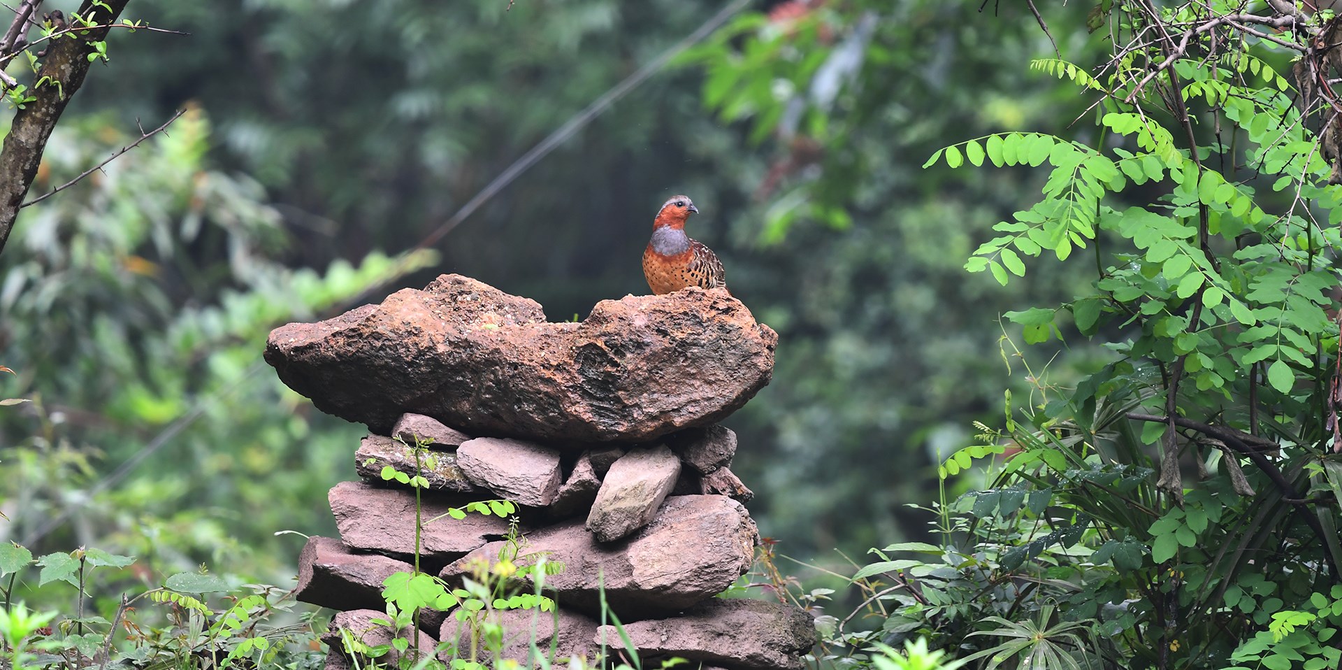Vogelbeobachtung und Wildlife Abenteuerreisen in Süd-Shaanxi und West-Sichuan