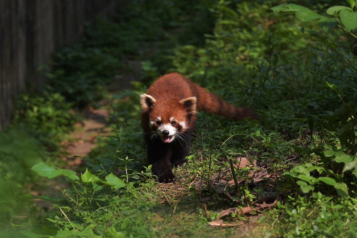 Red Pandas in Chengdu | Foto von Liu Bin