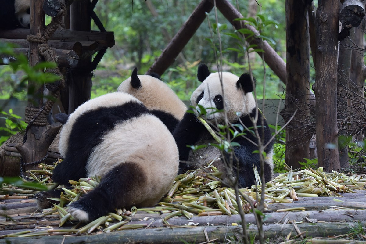 Giant Pandas in Chengdu | Foto von Liu Bin