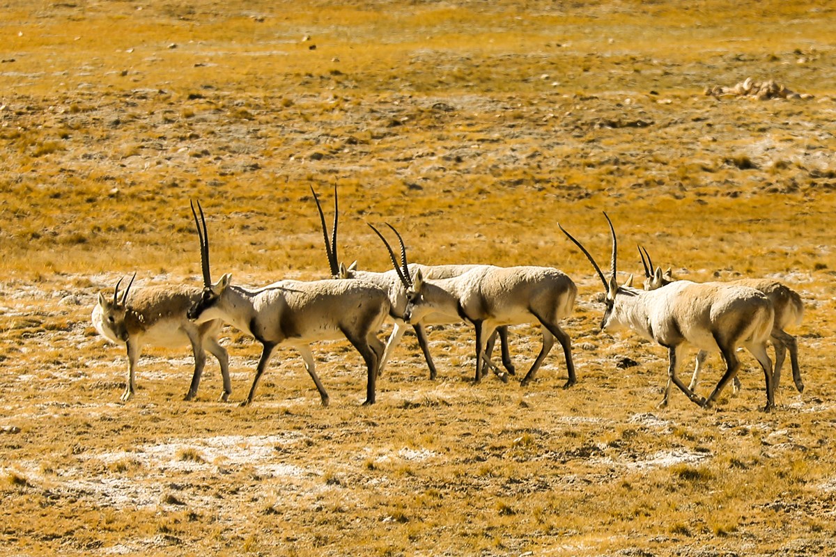 Tibetan Antelope in West Tibet 