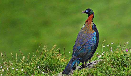 Vogel-Beobachtungsreisen in West-Sichuan