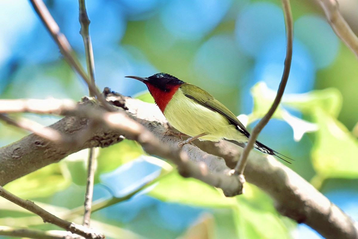 Fork Tailed Sunbird | Foto von Liu Bin