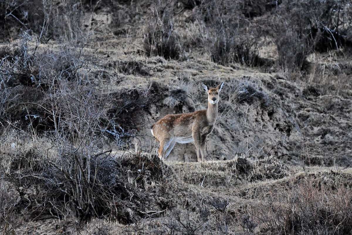 Sichuan Sika Deer in Tiebu Reserve | Foto von Liu Bin