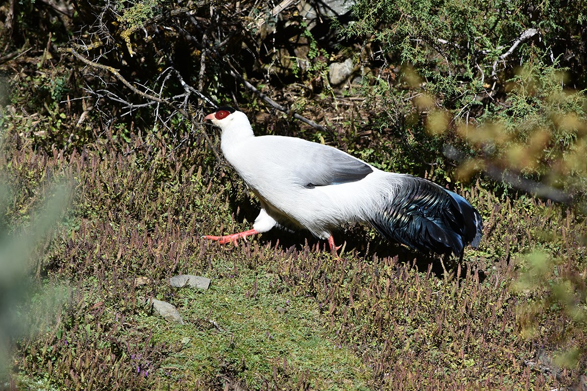 White Eared Pheasant | Foto von Liu Bin