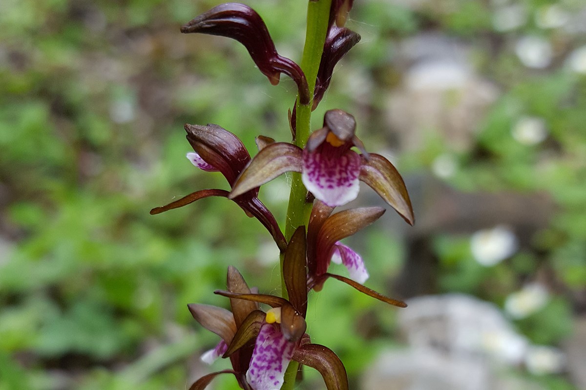 Oreorchis indica | Foto von Zhang Yong