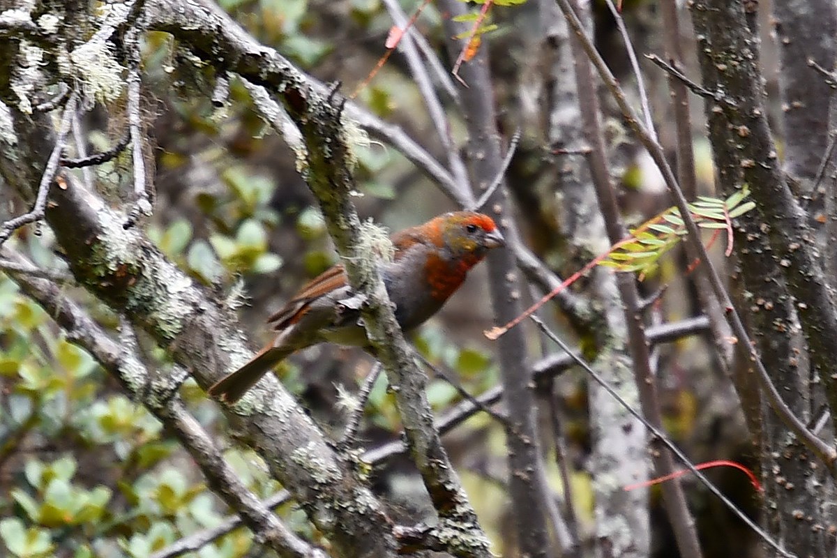 Red Browed Rosefinch | Foto von Liu Bin