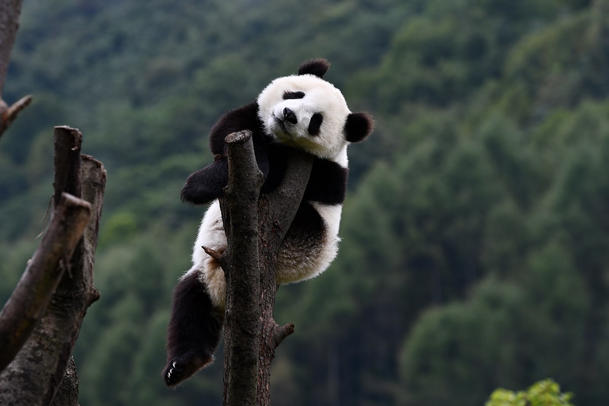 Pandas in Wolong | Foto von Liu Bin